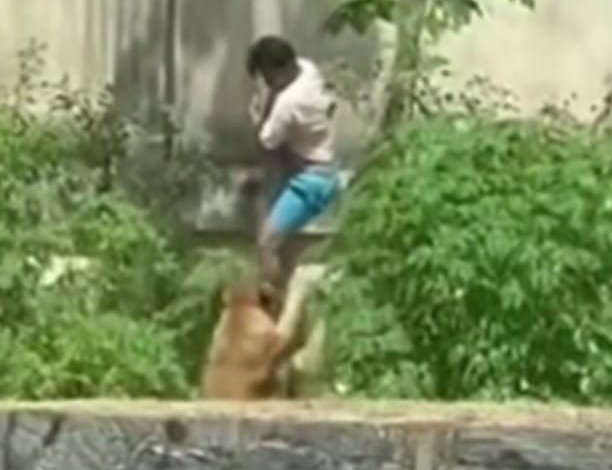 Man Dies After Entering Lion Enclosure in Brazil: Authorities in Paraíba Launch Formal Investigation